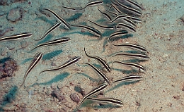 Sipadan_2015_Poisson Chat raye_Plotosus lineatus_IMG_2868_rc